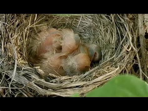 軟枝黃蟬花語 鳥在住家築巢